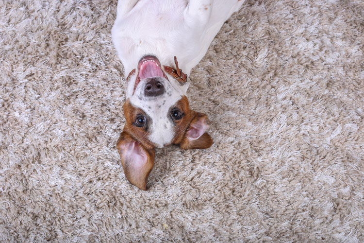 Dog Jack Russell on a beige carpet. Puppy. Mockup with copy space place for text. Top view. Playful dog with a funny face
